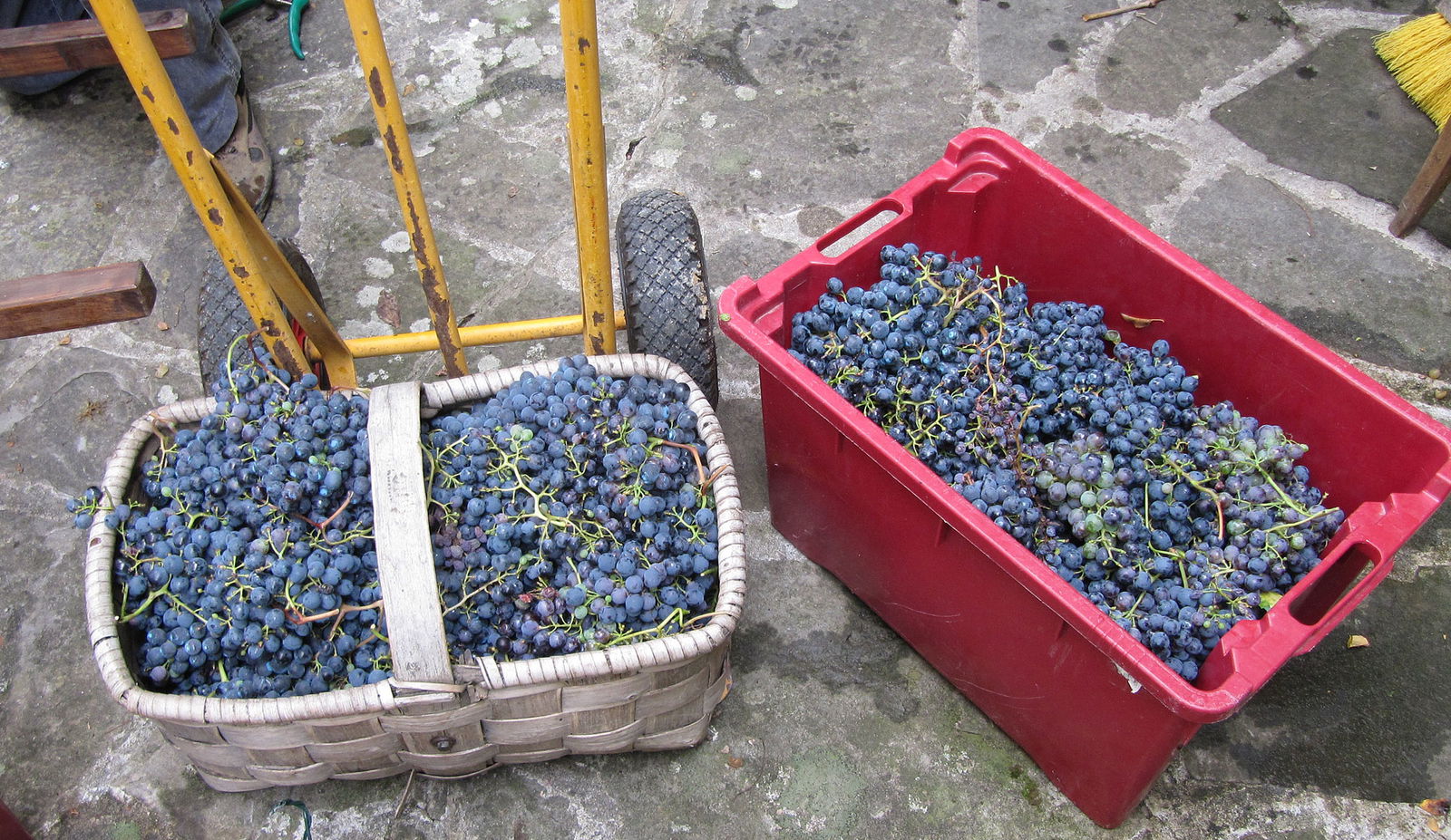Baskets of grapes in Tuscany