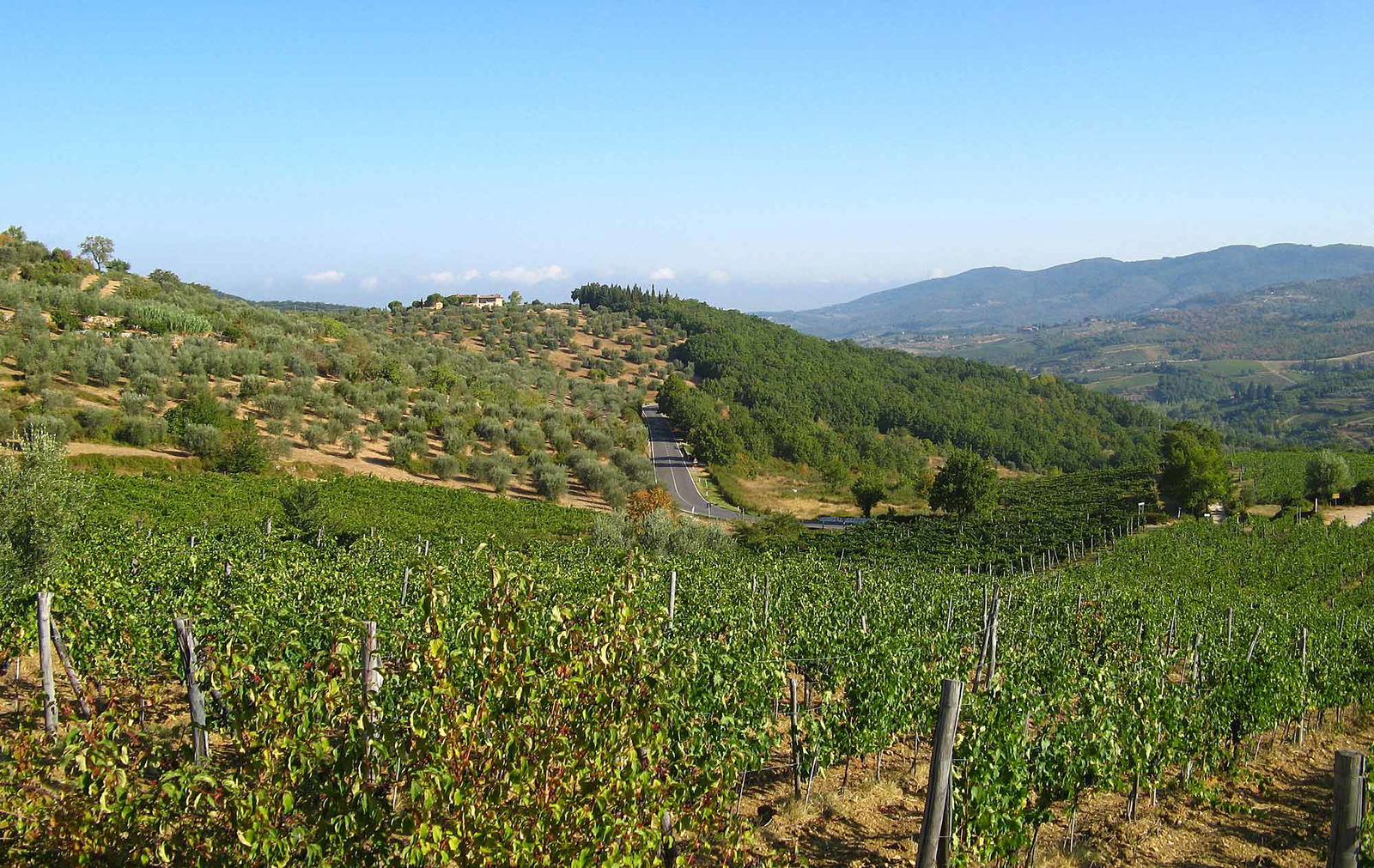 Chianti Summer Landscape