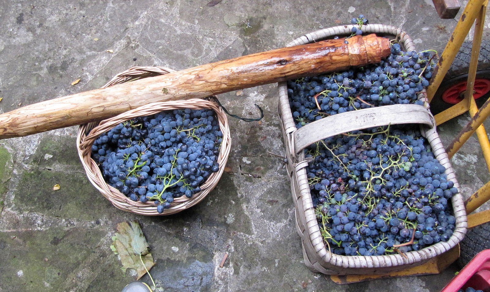 Tools for harvesting at the Tuscany vendemmia