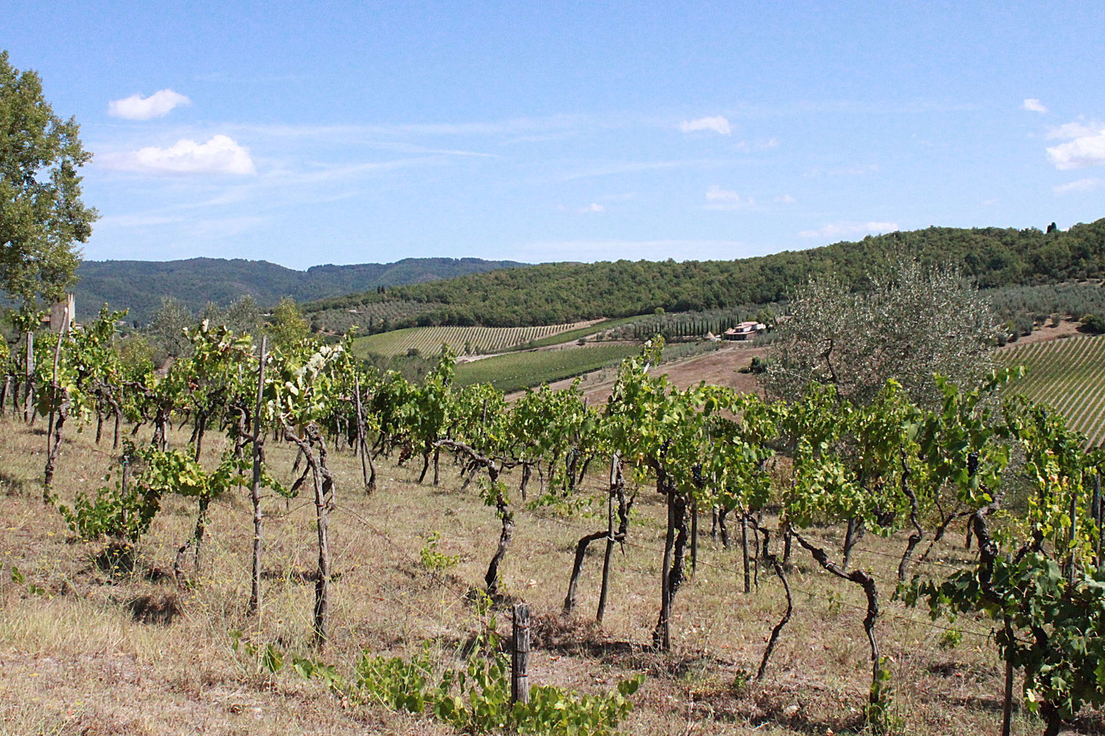 Radda in Chianti landscape
