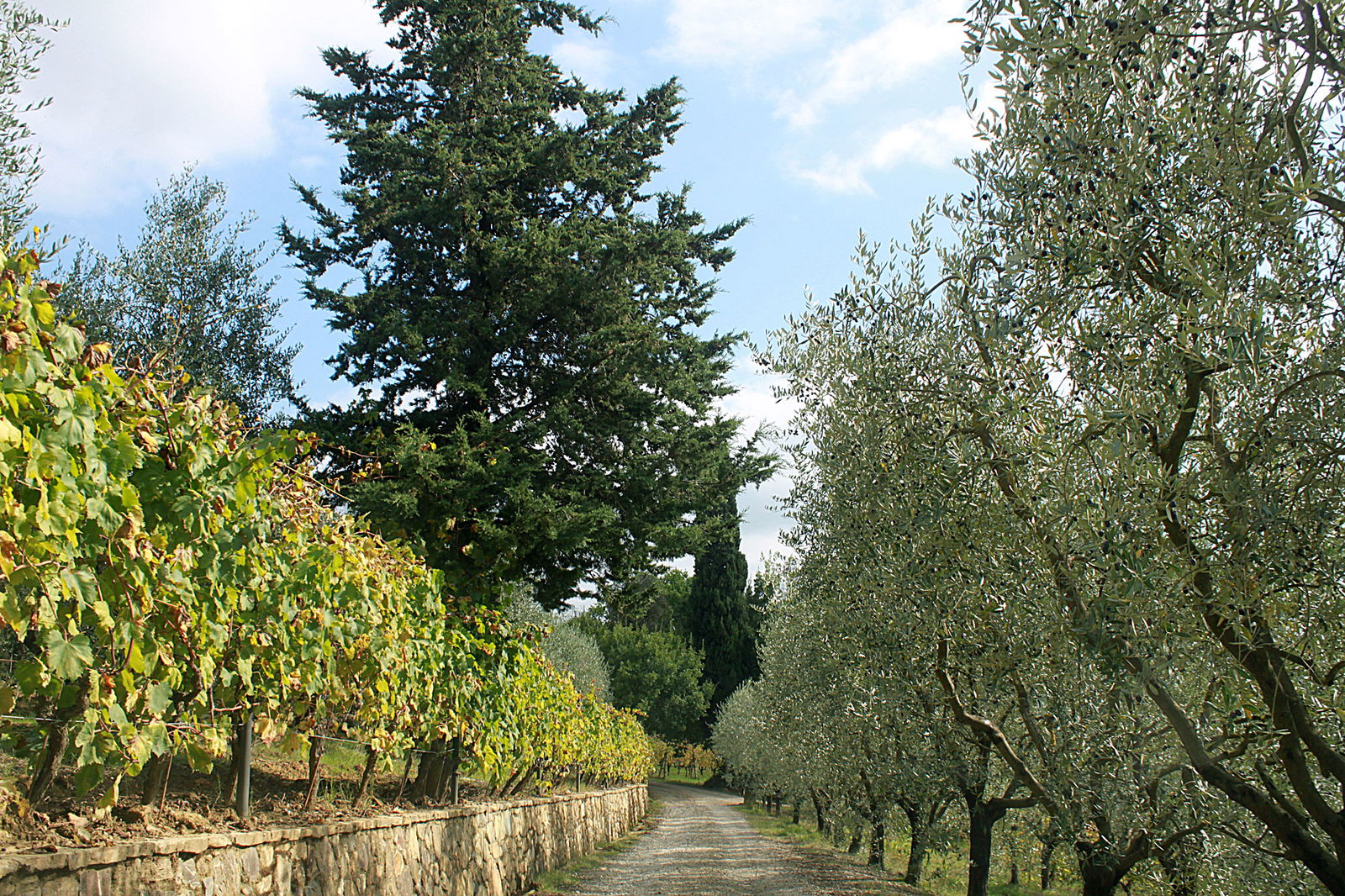 Olive grove lined driveway at  Agriturismo Vernianello 